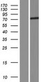 HAP1 Protein - Western validation with an anti-DDK antibody * L: Control HEK293 lysate R: Over-expression lysate