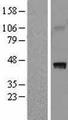 HAPLN1 Protein - Western validation with an anti-DDK antibody * L: Control HEK293 lysate R: Over-expression lysate