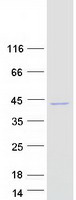 HARBI1 Protein - Purified recombinant protein HARBI1 was analyzed by SDS-PAGE gel and Coomassie Blue Staining