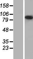 Harmonin / USH1C Protein - Western validation with an anti-DDK antibody * L: Control HEK293 lysate R: Over-expression lysate