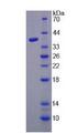 HARS Protein - Recombinant Histidyl tRNA Synthetase (HARS) by SDS-PAGE