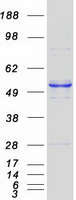 HARS2 Protein - Purified recombinant protein HARS2 was analyzed by SDS-PAGE gel and Coomassie Blue Staining