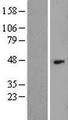 HAS1 / HAS Protein - Western validation with an anti-DDK antibody * L: Control HEK293 lysate R: Over-expression lysate