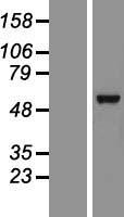 HAS3 Protein - Western validation with an anti-DDK antibody * L: Control HEK293 lysate R: Over-expression lysate