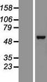 HAS3 Protein - Western validation with an anti-DDK antibody * L: Control HEK293 lysate R: Over-expression lysate