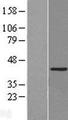 HAT1 Protein - Western validation with an anti-DDK antibody * L: Control HEK293 lysate R: Over-expression lysate