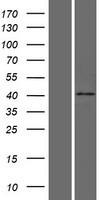 HAUS4 Protein - Western validation with an anti-DDK antibody * L: Control HEK293 lysate R: Over-expression lysate