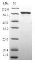 HAUS4 Protein - (Tris-Glycine gel) Discontinuous SDS-PAGE (reduced) with 5% enrichment gel and 15% separation gel.