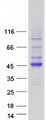 HAUS4 Protein - Purified recombinant protein HAUS4 was analyzed by SDS-PAGE gel and Coomassie Blue Staining