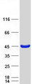 HAUS7 Protein - Purified recombinant protein HAUS7 was analyzed by SDS-PAGE gel and Coomassie Blue Staining