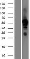 HAUS8 Protein - Western validation with an anti-DDK antibody * L: Control HEK293 lysate R: Over-expression lysate