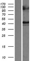 HAVCR1 / KIM-1 Protein - Western validation with an anti-DDK antibody * L: Control HEK293 lysate R: Over-expression lysate