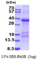 HAVCR1 / KIM-1 Protein