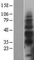 HAVCR2 / TIM-3 Protein - Western validation with an anti-DDK antibody * L: Control HEK293 lysate R: Over-expression lysate