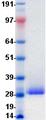 HAVCR2 / TIM-3 Protein