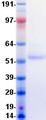 HAVCR2 / TIM-3 Protein