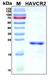 HAVCR2 / TIM-3 Protein