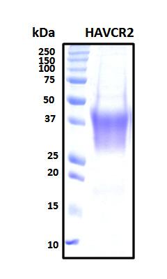 HAVCR2 / TIM-3 Protein