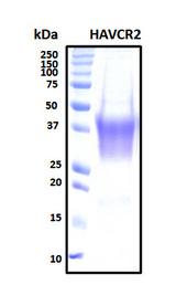 HAVCR2 / TIM-3 Protein