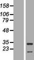 HAX-1 Protein - Western validation with an anti-DDK antibody * L: Control HEK293 lysate R: Over-expression lysate