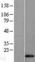 HBA1 Protein - Western validation with an anti-DDK antibody * L: Control HEK293 lysate R: Over-expression lysate