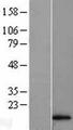 HBA1 Protein - Western validation with an anti-DDK antibody * L: Control HEK293 lysate R: Over-expression lysate