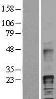 HBEGF / HB EGF Protein - Western validation with an anti-DDK antibody * L: Control HEK293 lysate R: Over-expression lysate