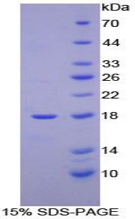 HBM Protein - Recombinant Hemoglobin Mu By SDS-PAGE