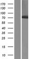HBS1L Protein - Western validation with an anti-DDK antibody * L: Control HEK293 lysate R: Over-expression lysate