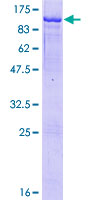 HBS1L Protein - 12.5% SDS-PAGE of human HBS1L stained with Coomassie Blue
