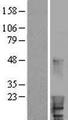 HBXIP Protein - Western validation with an anti-DDK antibody * L: Control HEK293 lysate R: Over-expression lysate