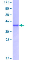 HBZ Protein - 12.5% SDS-PAGE of human HBZ stained with Coomassie Blue