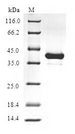 HBZ Protein - (Tris-Glycine gel) Discontinuous SDS-PAGE (reduced) with 5% enrichment gel and 15% separation gel.