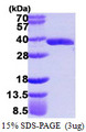 HC71 / GLOD4 Protein