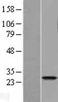 HCA557B / METTL21A Protein - Western validation with an anti-DDK antibody * L: Control HEK293 lysate R: Over-expression lysate