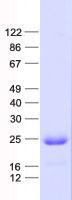 HCA557B / METTL21A Protein