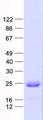 HCA557B / METTL21A Protein