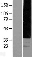 HCAR2 / NIACR1 Protein - Western validation with an anti-DDK antibody * L: Control HEK293 lysate R: Over-expression lysate