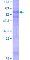 HCAR3 / GPR109B / HM74 Protein - 12.5% SDS-PAGE of human GPR109B stained with Coomassie Blue