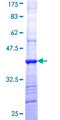 HCCS Protein - 12.5% SDS-PAGE Stained with Coomassie Blue.