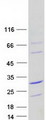 HCFC1R1 / HPIP Protein - Purified recombinant protein HCFC1R1 was analyzed by SDS-PAGE gel and Coomassie Blue Staining
