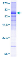 HCFC2 Protein - 12.5% SDS-PAGE of human HCFC2 stained with Coomassie Blue