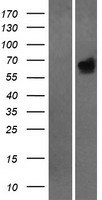 HCK Protein - Western validation with an anti-DDK antibody * L: Control HEK293 lysate R: Over-expression lysate