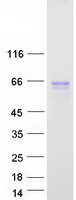 HCK Protein - Purified recombinant protein HCK was analyzed by SDS-PAGE gel and Coomassie Blue Staining
