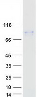HCLS1 Protein - Purified recombinant protein HCLS1 was analyzed by SDS-PAGE gel and Coomassie Blue Staining