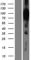 HCN2 Protein - Western validation with an anti-DDK antibody * L: Control HEK293 lysate R: Over-expression lysate