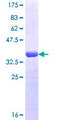 HCN4 Protein - 12.5% SDS-PAGE Stained with Coomassie Blue.