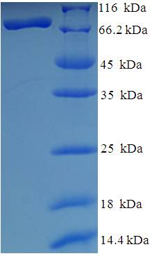 HDAC1 Protein