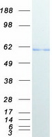 HDAC1 Protein - Purified recombinant protein HDAC1 was analyzed by SDS-PAGE gel and Coomassie Blue Staining
