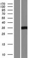HDAC11 Protein - Western validation with an anti-DDK antibody * L: Control HEK293 lysate R: Over-expression lysate